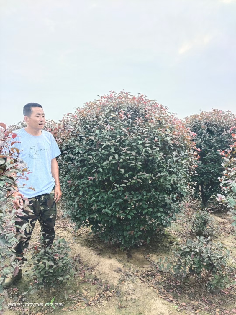 红叶李球