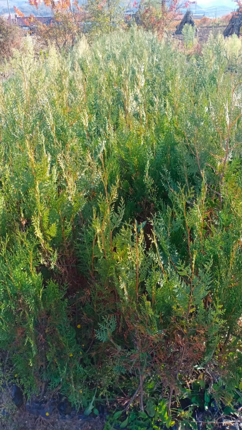塔柏