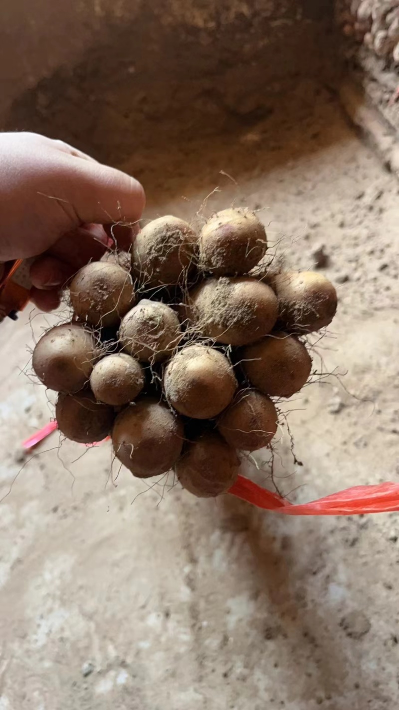河北保定*麻山药产地直发，质量保证电商货诚信为本