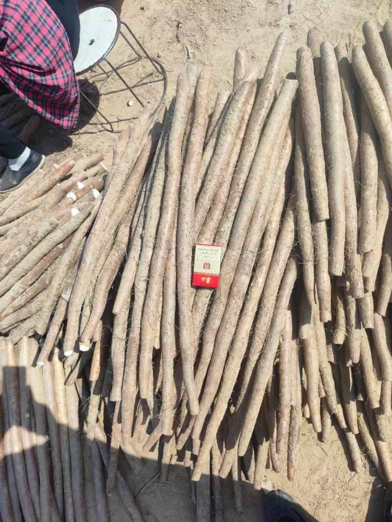河北保定*麻山药产地直发，质量保证电商货诚信为本