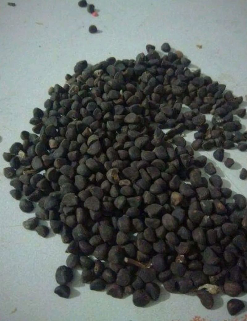 矮牵牛种子垂吊盆栽庭院室内阳台爬藤植物牵牛花种子