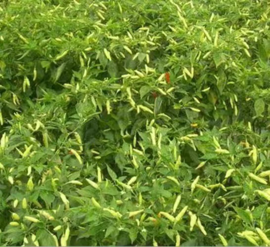 辣椒田间种植图