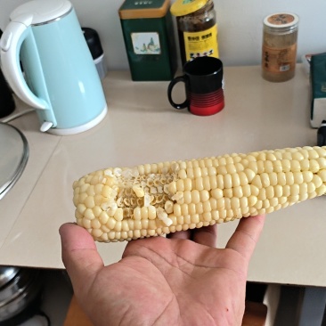 粘玉米，品种农科糯，口感香甜糯，回头客百分百！