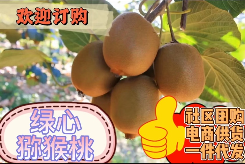 【徐香猕猴桃】一件代发大量供应现货支持电商、市场批发