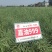 矮油**嘉油999油菜种子又矮又胖半冬性杂交油菜种籽