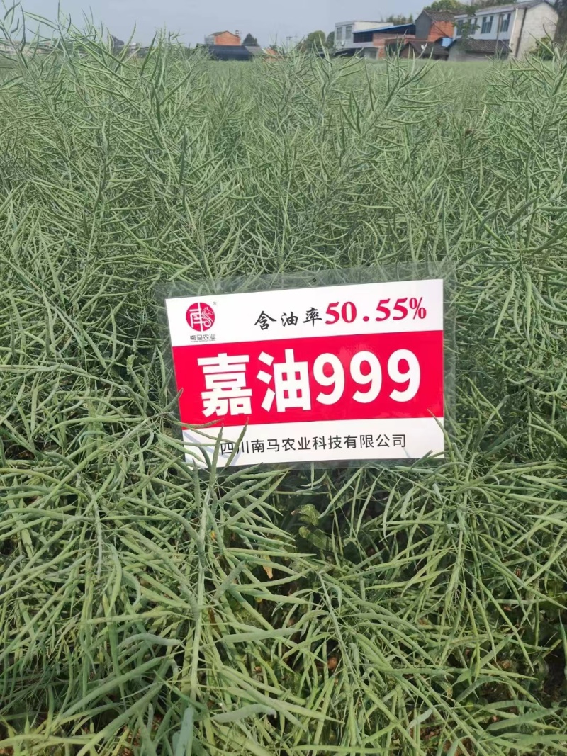 矮油**嘉油999油菜种子又矮又胖半冬性杂交油菜种籽