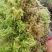 水苔种植、大花小花、
