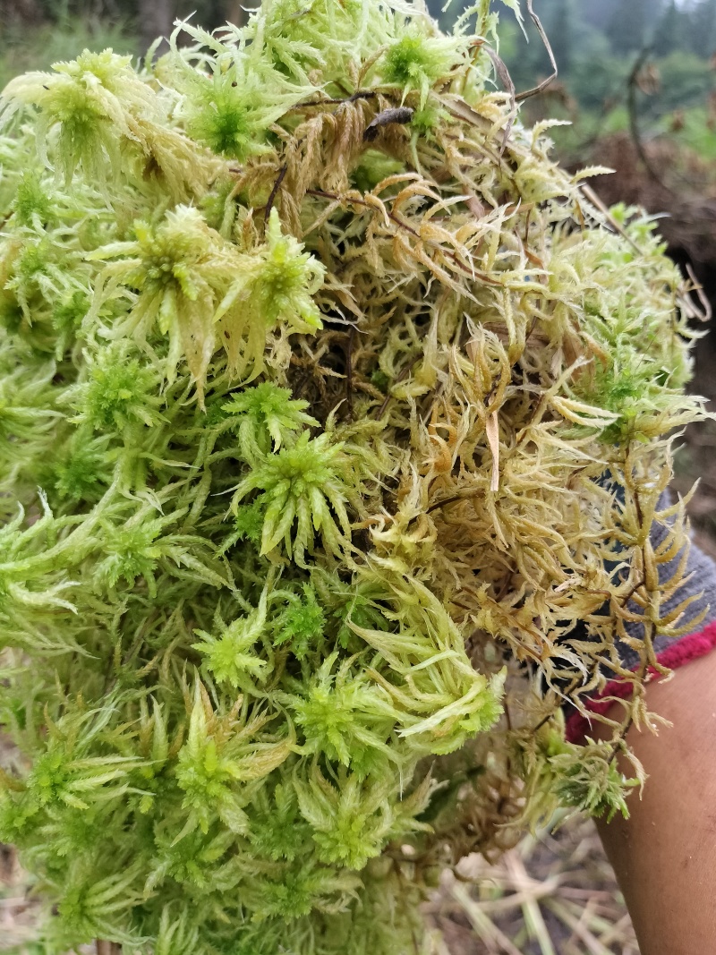 水苔种植、大花小花、