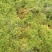 水苔种植、大花小花、