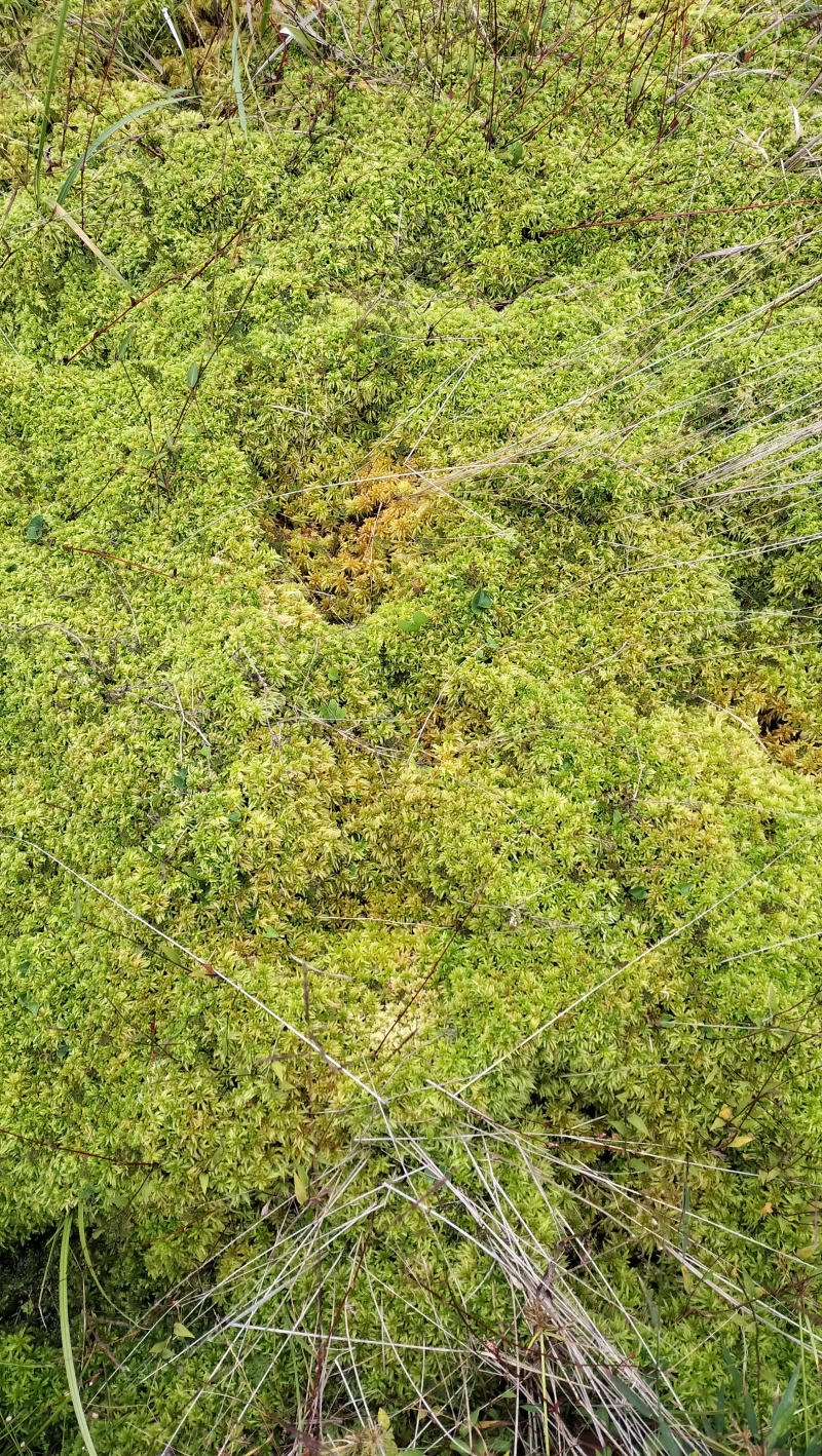 水苔种植、大花小花、
