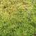 水苔种植、大花小花、