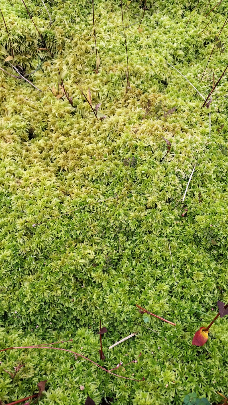 水苔种植、大花小花、