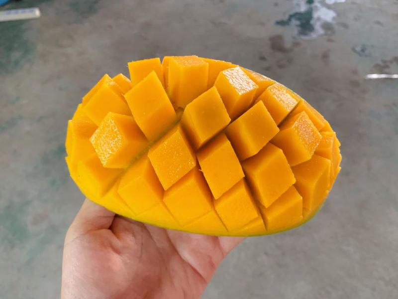 广西金煌芒果大量有货一件代发，欢迎新老客户前来合作