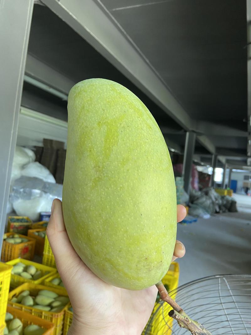 广西金煌芒果大量有货一件代发，欢迎新老客户前来合作
