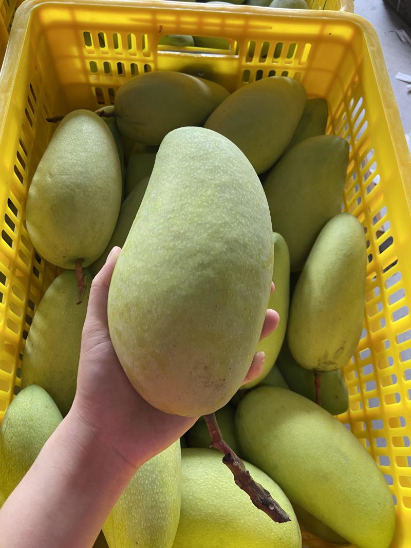 广西金煌芒果大量有货一件代发，欢迎新老客户前来合作