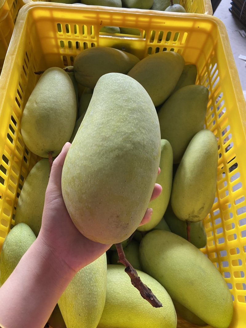 广西金煌芒果大量有货一件代发，欢迎新老客户前来合作