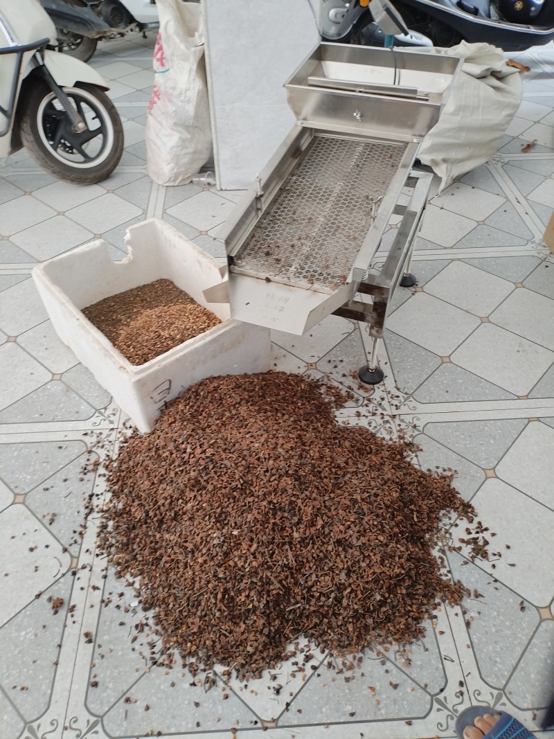 广西干八角香料春花果三月果货源充足产地值供