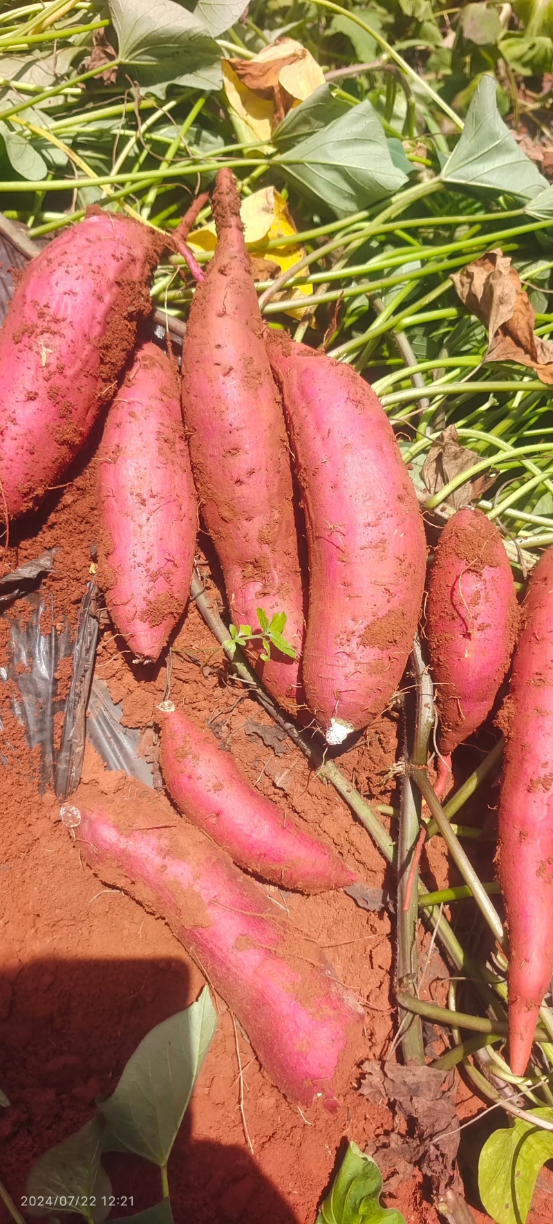 云南红薯火山一号榴莲蜜薯丝滑量大从优欢迎