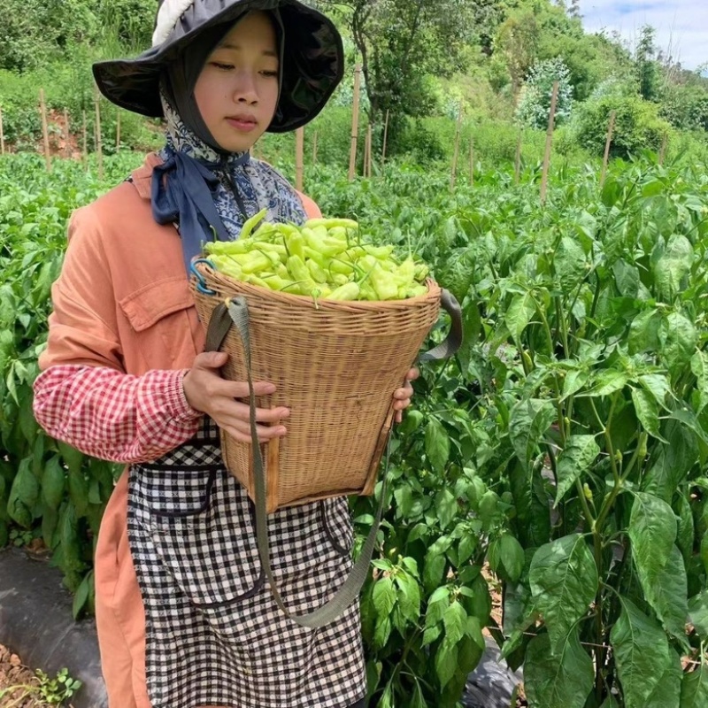 白米椒白泡椒大量供应一件代发场地直供质量保证代发全国可提