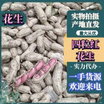 湖北襄阳四粒红花生现挖鲜花生颗粒饱满可视频