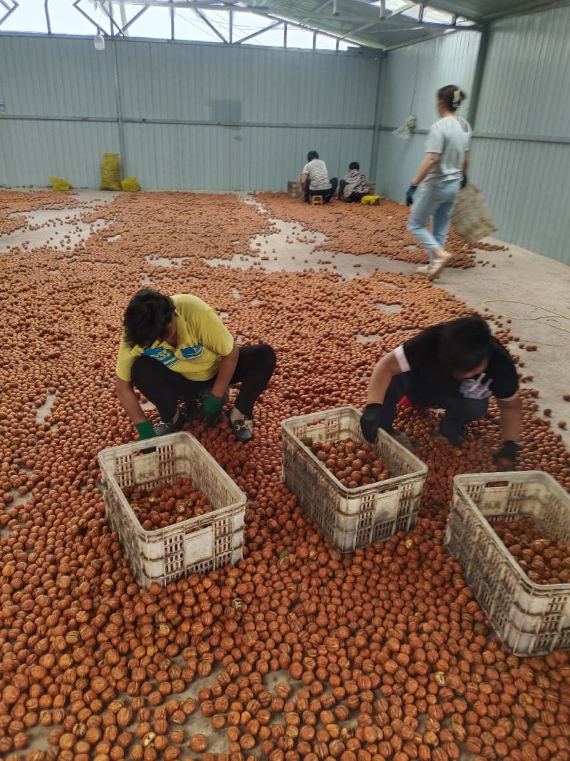 2026年新鲜核桃去皮鲜核桃支持一件代发货源充足质量保证