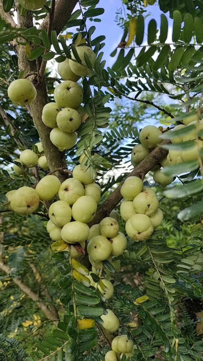 甜油甘甜橄榄泡沫箱甜油甘20斤一件牛甘果橄榄果余甘果