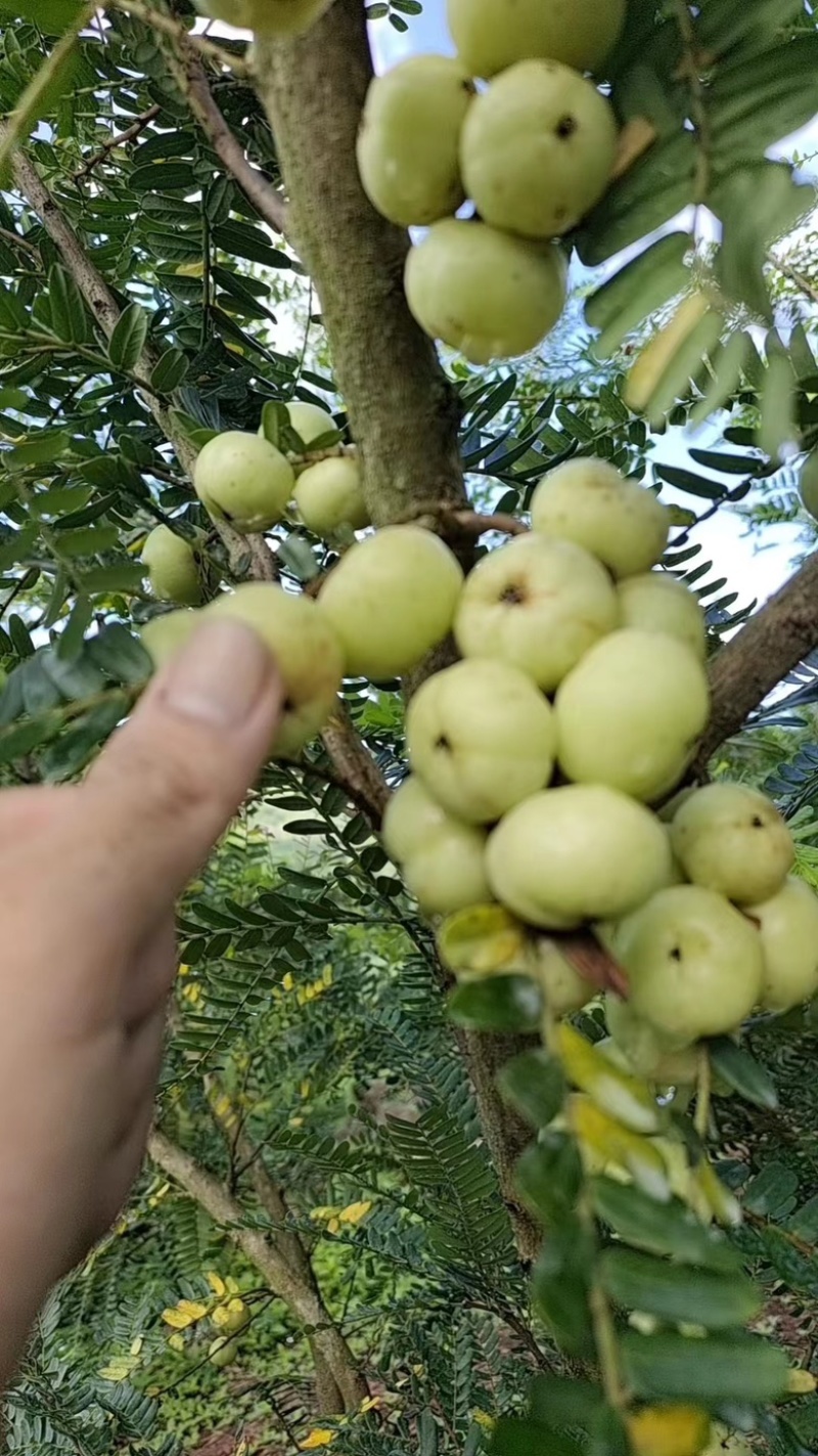 甜油甘甜橄榄泡沫箱甜油甘20斤一件牛甘果橄榄果余甘果