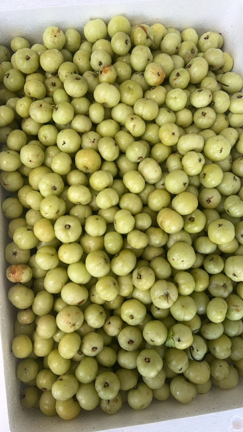 甜油甘甜橄榄泡沫箱甜油甘20斤一件牛甘果橄榄果余甘果