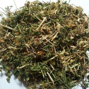 中药材繁缕草鹅肠草乌云草