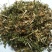 中药材繁缕草鹅肠草乌云草