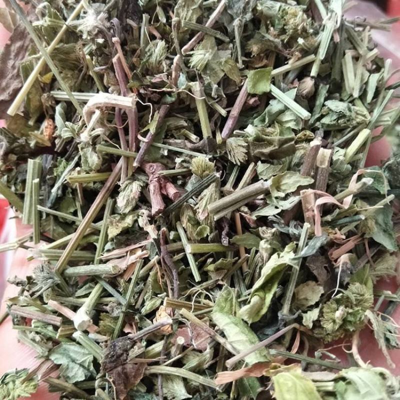 中药材爵床草小青草六角英