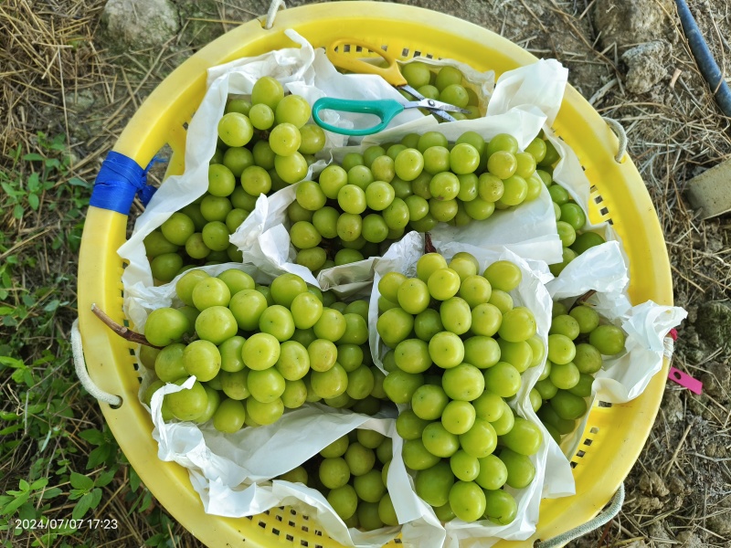 革命村庄产地阳光玫瑰葡萄