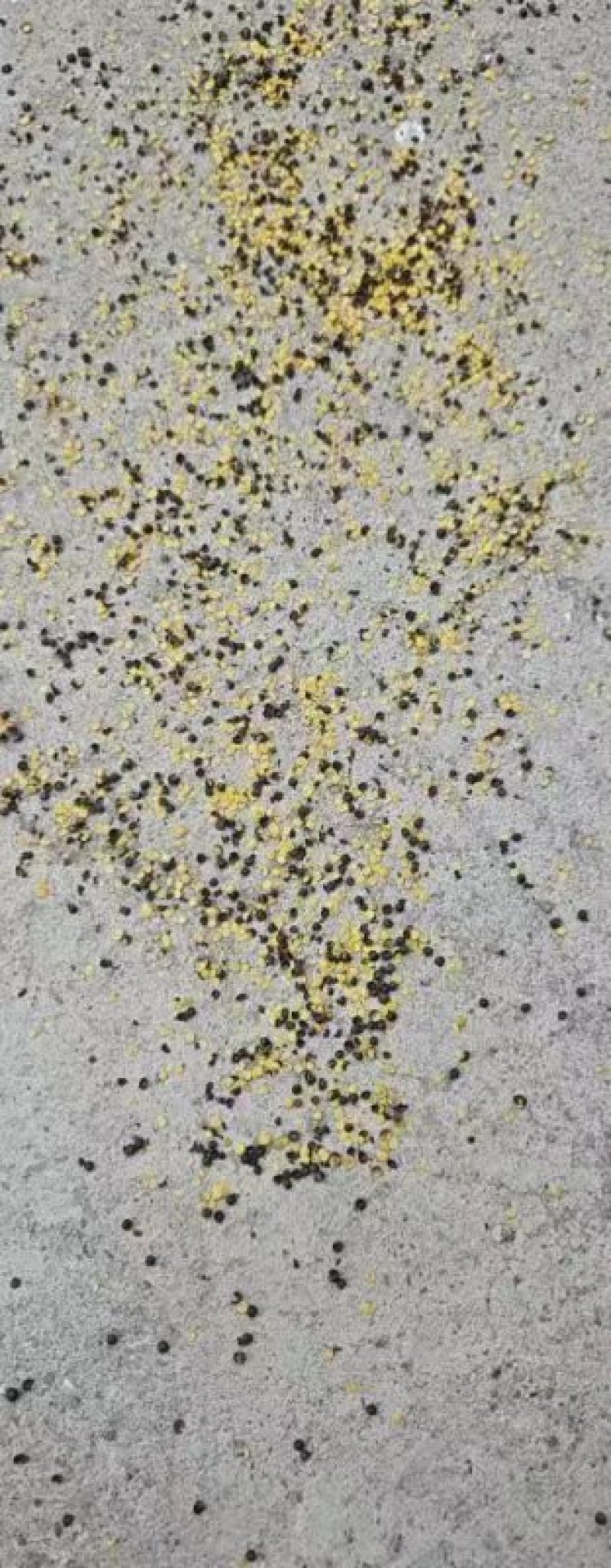 油菜籽