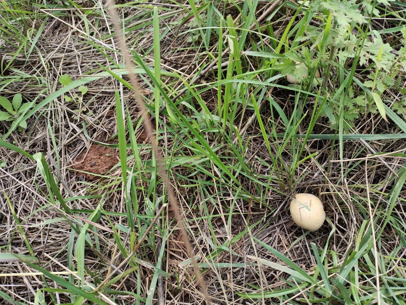 野生菌