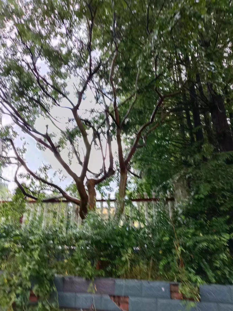 几拾年的老紫薇树，二十四五公分的树干，要的老板联系