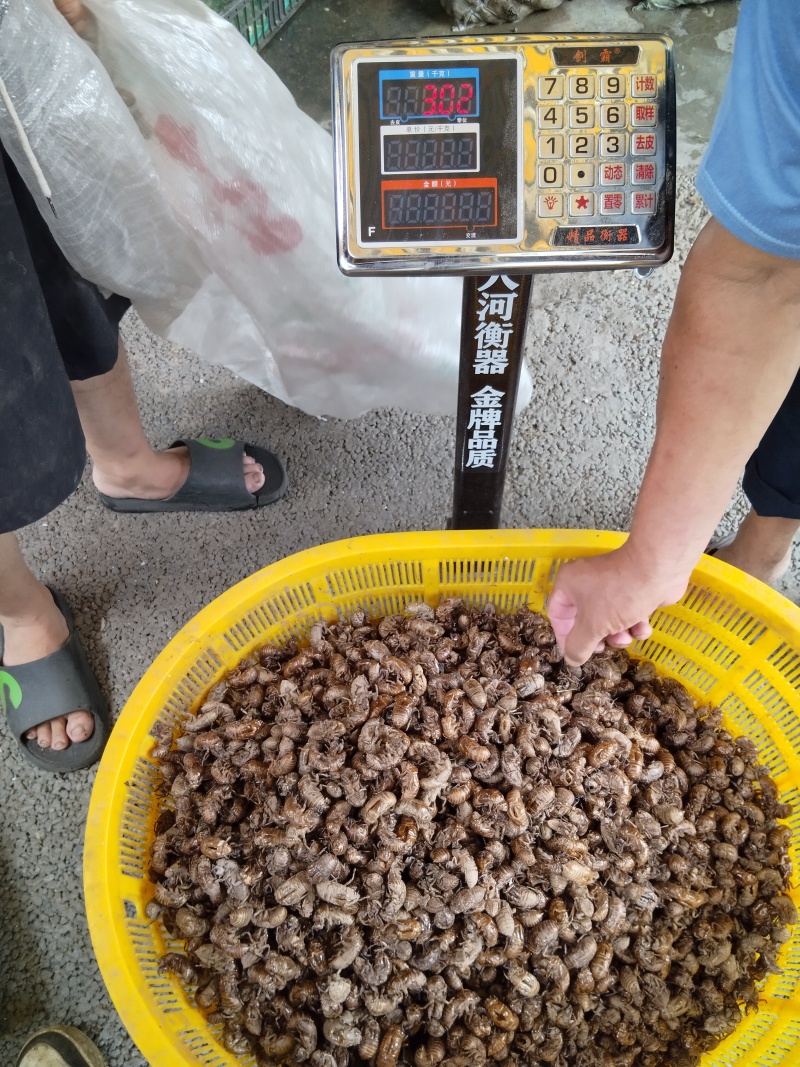 知了壳个头大，干净，无杂物