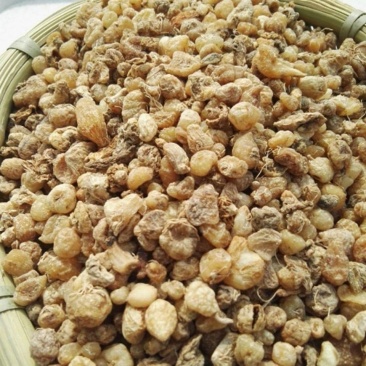中药材山慈菇毛慈菇冰球子
