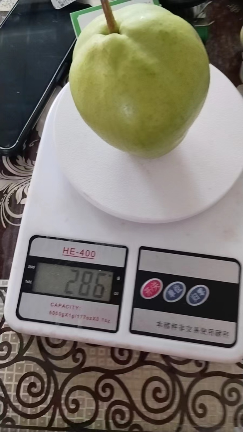 早酥梨、上市中欢迎各地老板前来抢购。