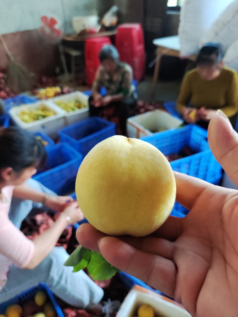炎陵黄桃