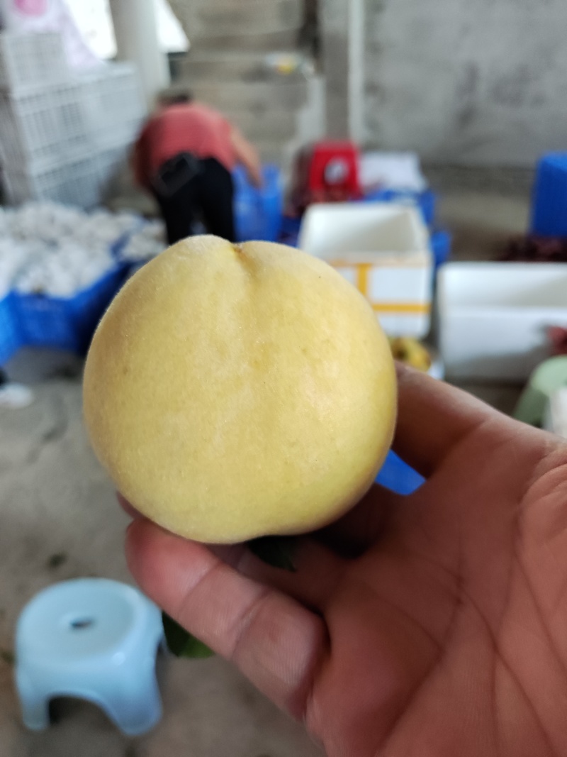 炎陵黄桃