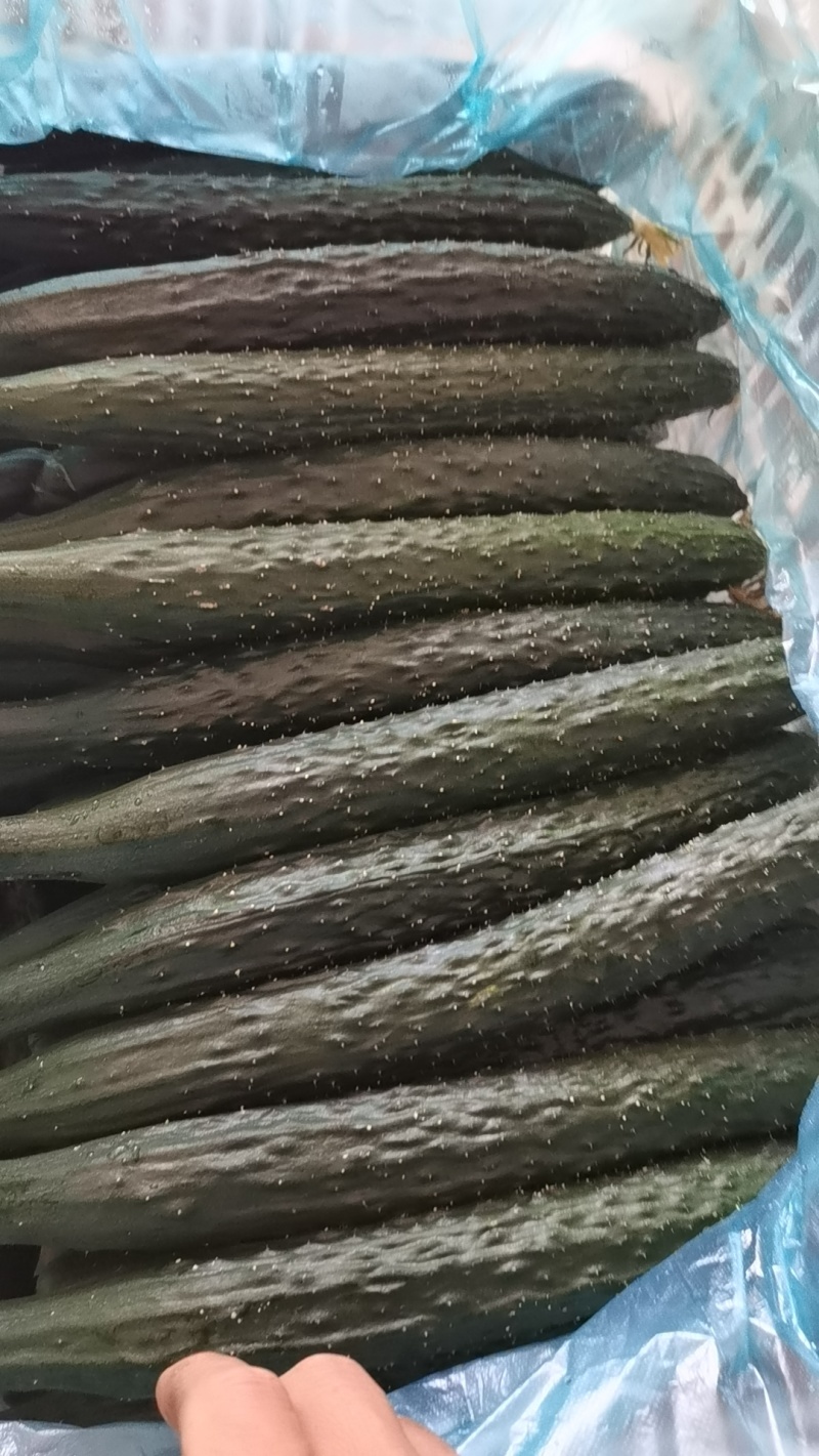 精品黄瓜