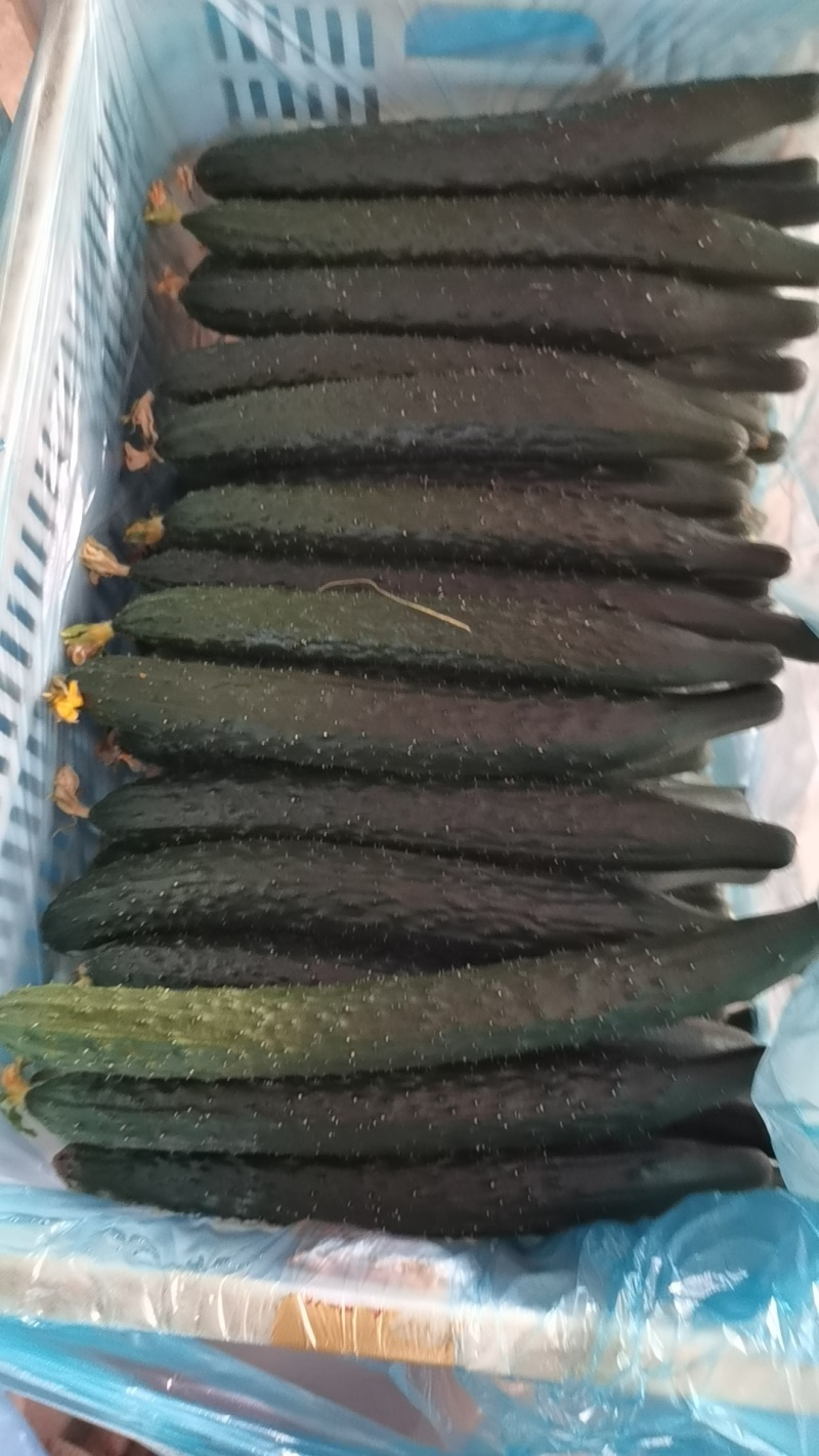 精品黄瓜