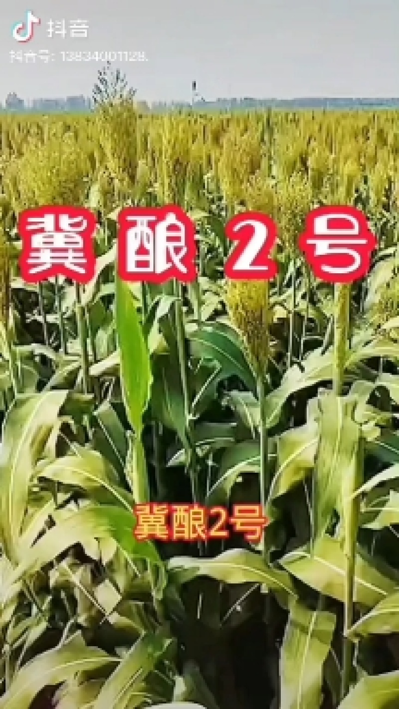 冀酿2号高粱种子