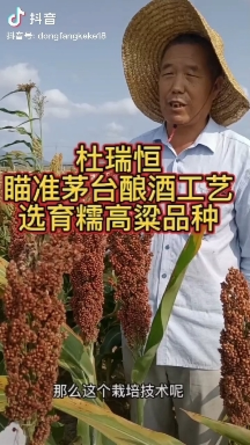 冀酿2号高粱种子