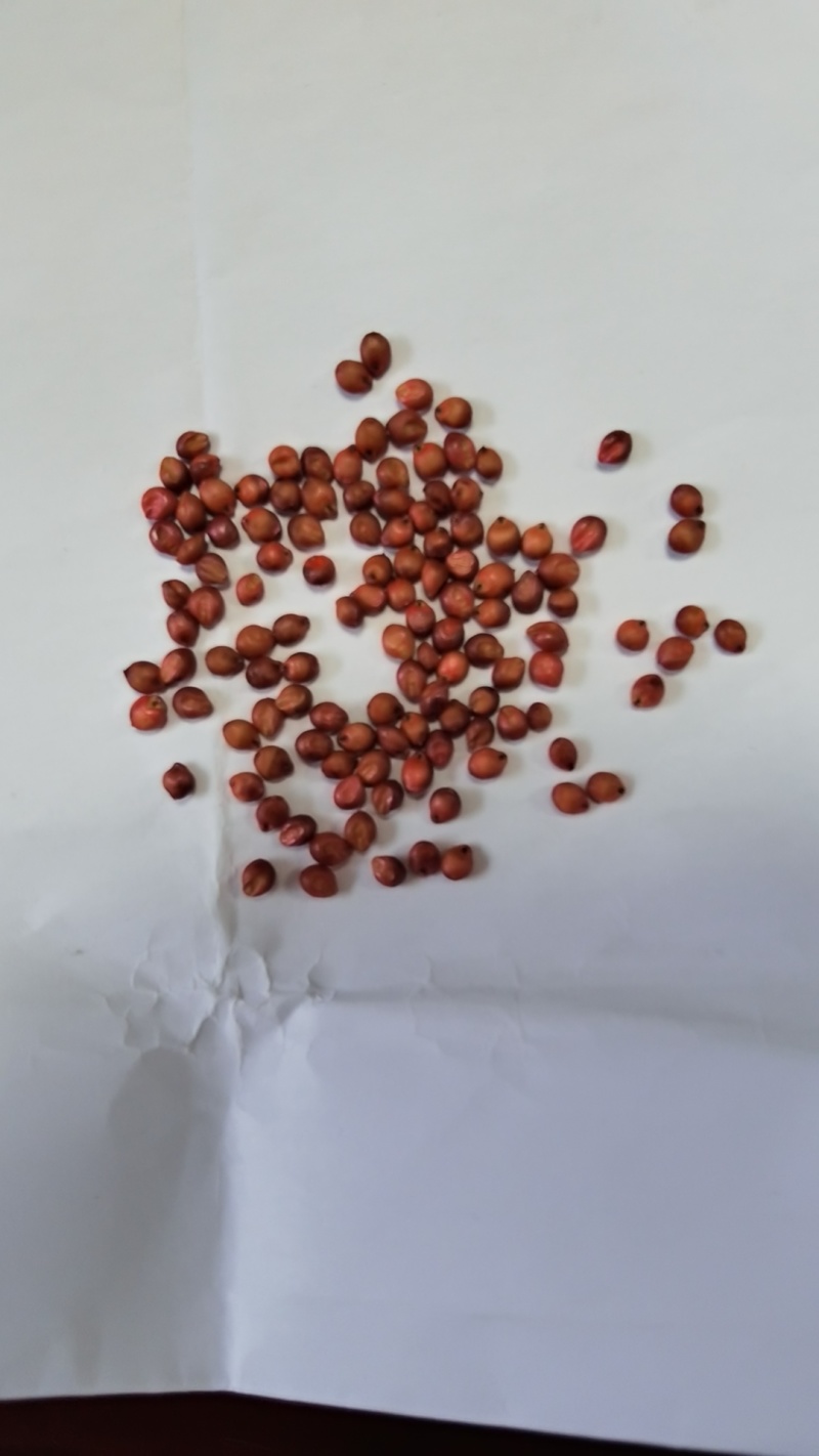 冀酿2号高粱种子
