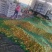 油蟠桃大量上市预计30万斤产量欢迎老板前来采购