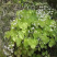 陕西淫样霍淫样霍规格齐全一手货源批发