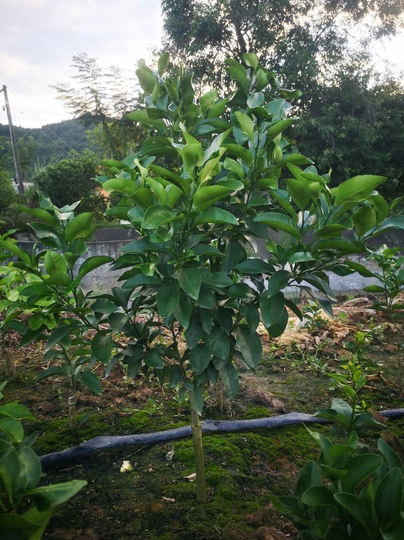 早熟砂糖橘大苗