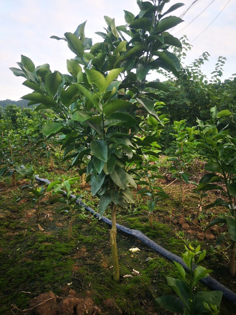 早熟砂糖橘大苗