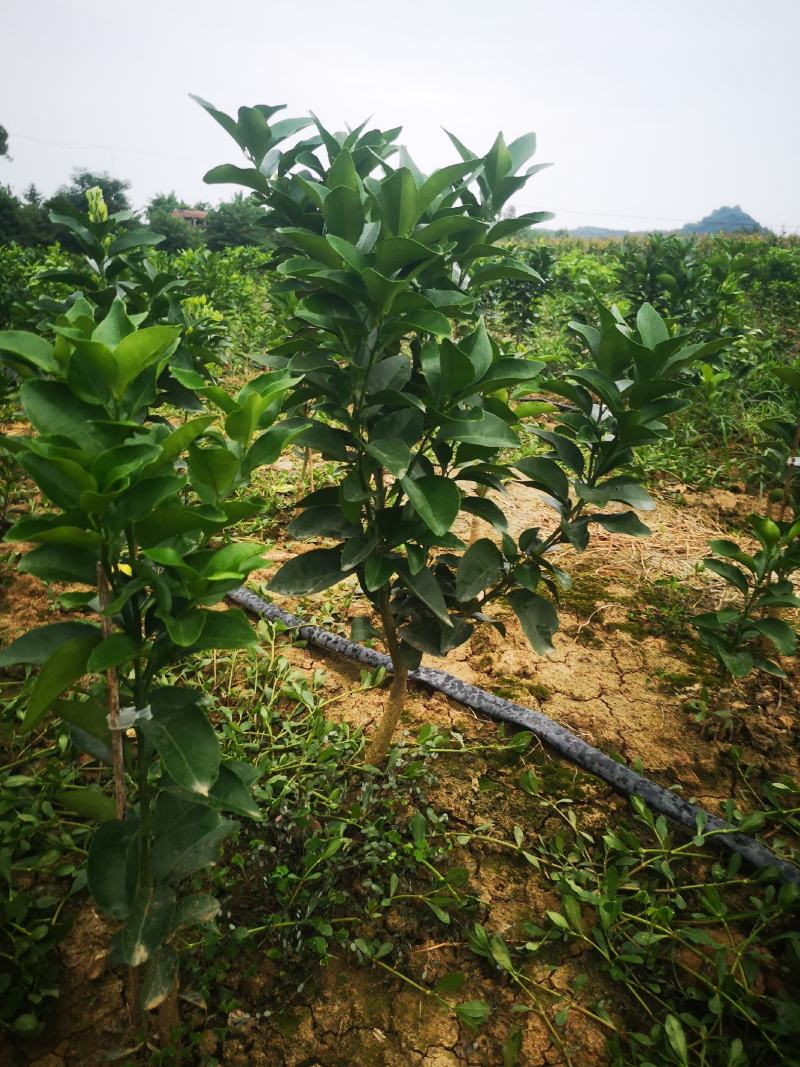 早熟砂糖橘大苗
